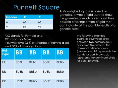 ppt traits pedigrees and punnett squares powerpoint presentation id 3789749