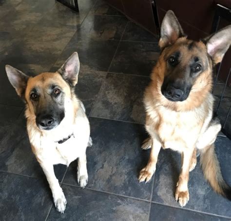 All our breeding dogs have been cleared and officially passed hip and elbow scoring. German Shepherd Dog puppy dog for sale in Gilbert, Arizona