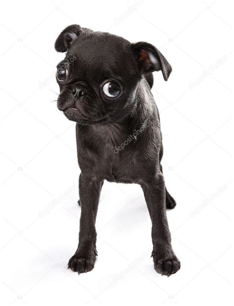 Pug Black Puppy Black Pug Puppy Tilting Head — Stock Photo