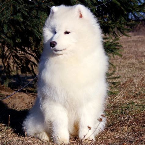 Samoyed Breed Information All About The Sammy Adopt Or Buy
