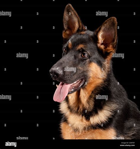 Young Male German Shepherd Dog At 7 Months Old Stock Photo Alamy