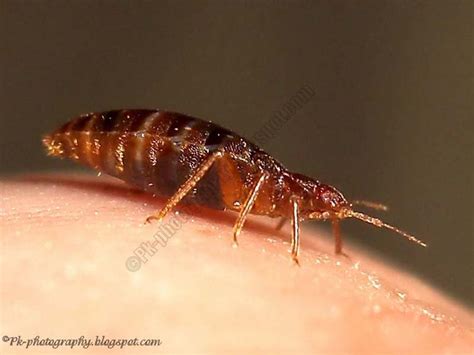 What Do Bed Bugs Look Like Nature Cultural And Travel