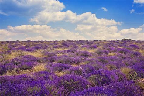 Lavender Wild Fields Stock Photo Image Of Harvest Clouds 66704454