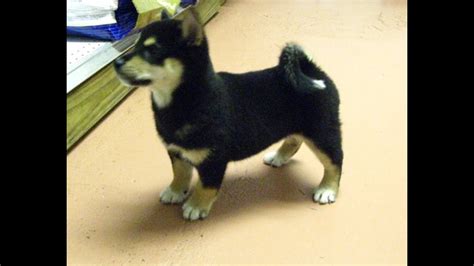 Mother is a californian and dad is a new zealand, born january 1st. Shiba Inu, Puppies, Dogs, For Sale, In Charlotte, North ...