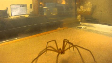 Brown Recluse Spider Youtube