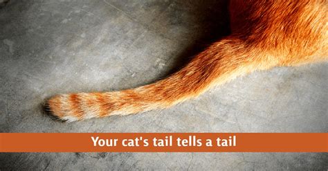 8 Things Your Cat S Tail Is Telling You 847