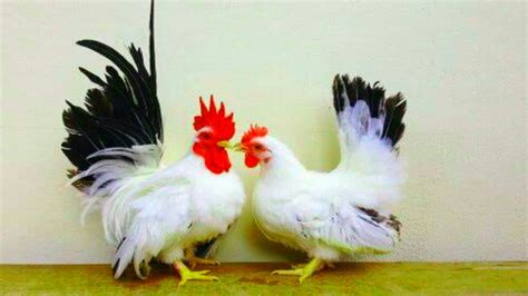 Ada banyak sekali jenis ayam di dunia ini. Ragam jenis ayam kate yang ada di indonesia || ayam kate ...