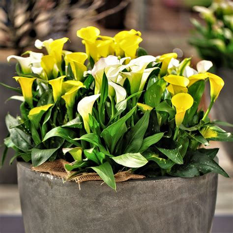 Calla Lily Sunny Day Collection Easy To Grow Bulbs