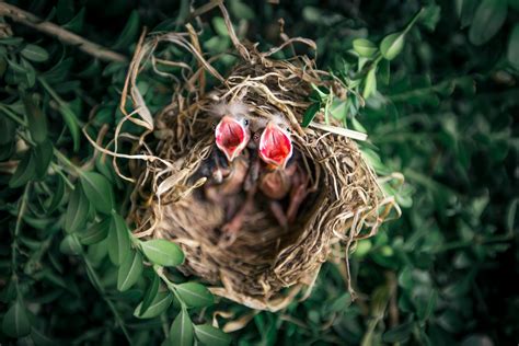 Bird Nesting Season Laws And Prevention Advice Integrum