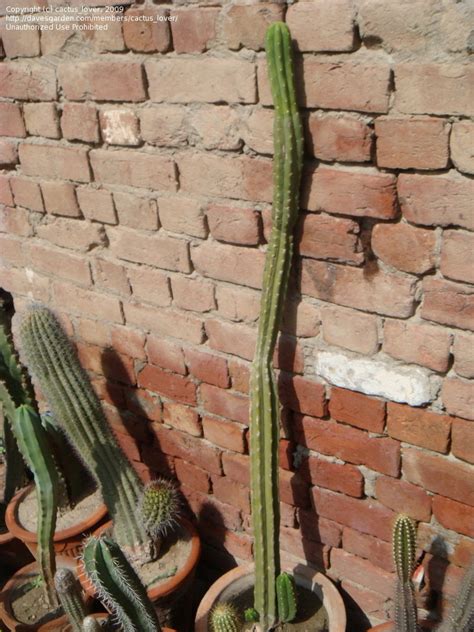Another thing you should do while maintaining your cactus is to make sure that the soil is properly. PlantFiles Pictures: Achuma, Aguacolla, Gigantón, Huachuma ...