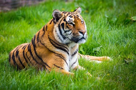 Tiger Images Free Download Beautiful Tiger Latest Hd Images And Pictures For Desktop Wallpapers