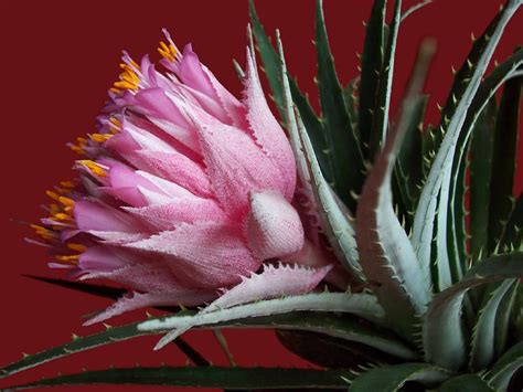 Bromeliad Bromeliads Air Plants Cactus And Succulents