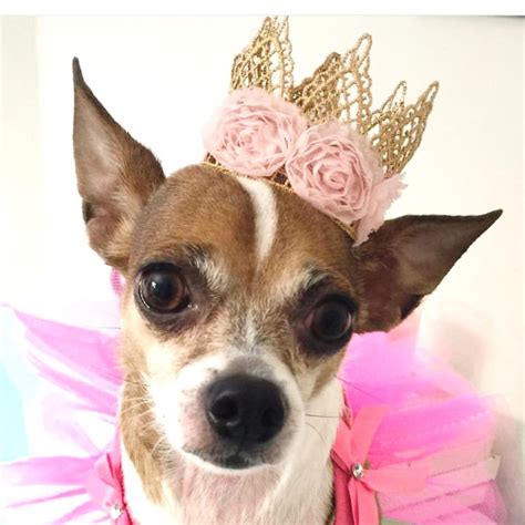 Dog Crown With Flowers Puppy Crown Gold Crown Chihuahua Crown Pet