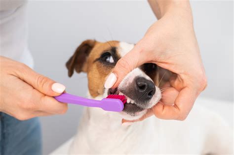Waarom Je De Tanden Van Je Hond Moet Poetsen Santé