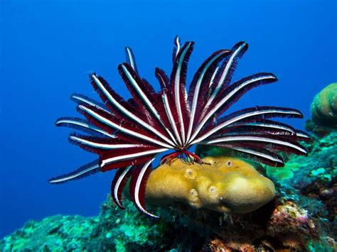 The Incredible Secret Lives Of Sea Lilies And Feather Stars Ocean