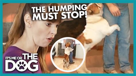 How To Stop Your Dog From Humping Its Me Or The Dog Youtube