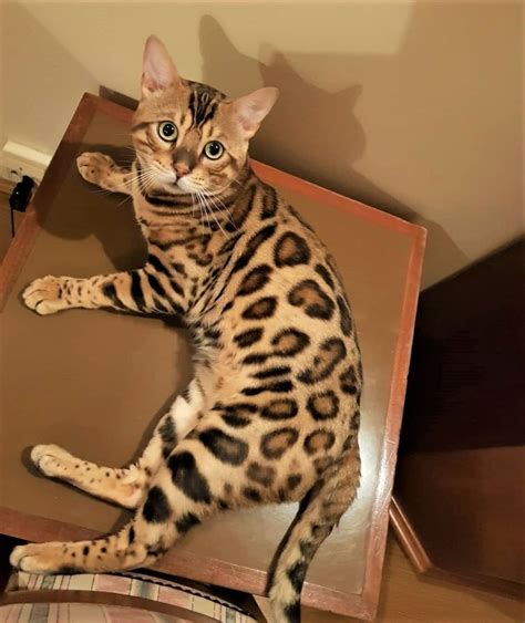 Bengal Cat In 2021 Bengal Kitten Bengal Cat Bengal Kittens For Sale