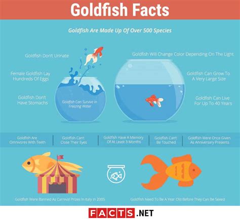 Top 15 Goldfish Facts Types Diet Lifespan And More