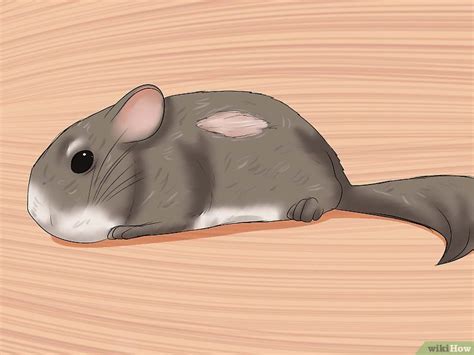 How To Tame Your Chinchilla 12 Steps With Pictures Wikihow Pet