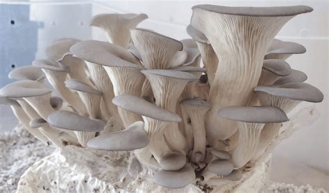 mushroom growing kits complete guide reviews and top picks freshcap mushrooms