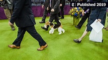 Westminster Dog Show Photos: Best in Show and More - The New York Times