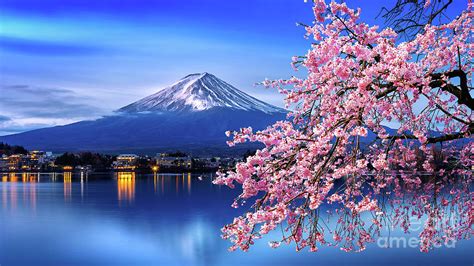 Fuji Mountain And Cherry Blossoms By Tawatchaiprakobkit