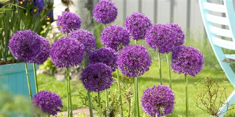 Allium Planting Guide When Plant Allium Bulbs In The Fall They