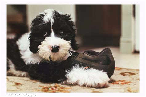 Sheepadoodles Feathers And Fleece Puppies Puppy Training