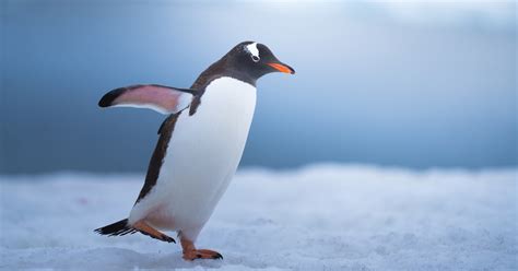 I Photographed Penguins In Antarctica And They Are Cuteness Overload