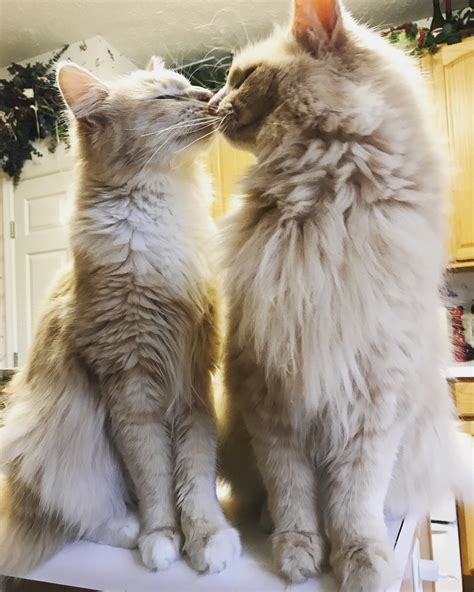 Just Two Buff Boys Kissing In My Kitchen Cats
