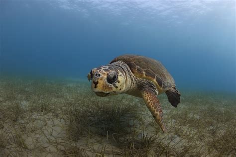 Loggerhead Turtle Sea Turtle Species — The State Of The Worlds Sea