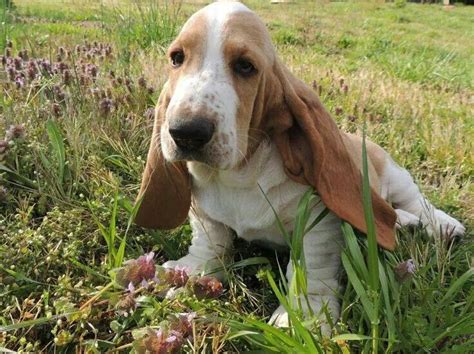 1000 Images About Basset Hounds On Pinterest