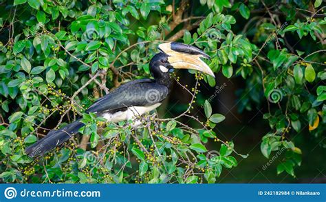 Hornbill Bird Eats Wild Fruits In The Evening At Udawalawa Forest