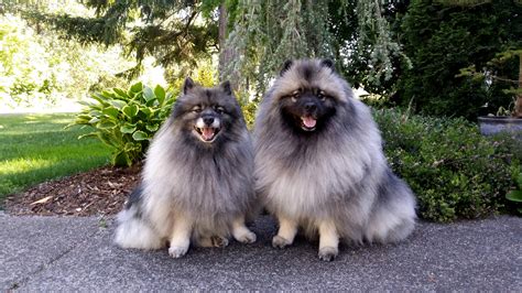 Keeshond Dogs Breed Information Omlet