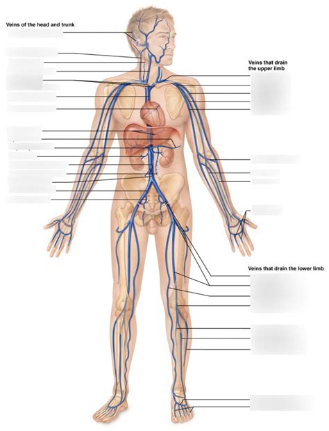 Arteries And Veins Of The Body Diagram