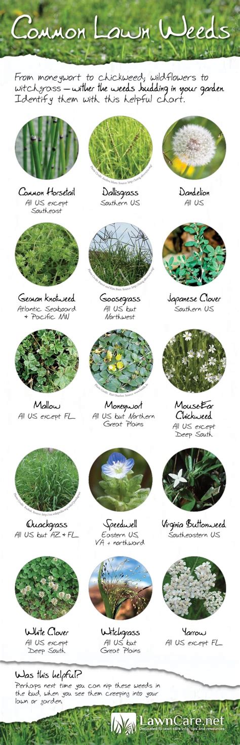 Common Lawn Weeds In America Infographic Greenpal