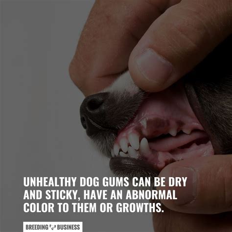 What Color Is A Sick Dogs Gums Colors Meaning And What To Do