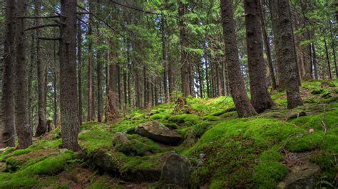 Download Wallpaper 3840x2160 Forest Trees Stones Moss