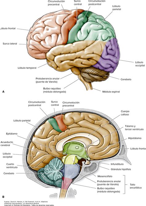 Cerebro Anatomía Macroscópica Un Panorama General Accessmedicina