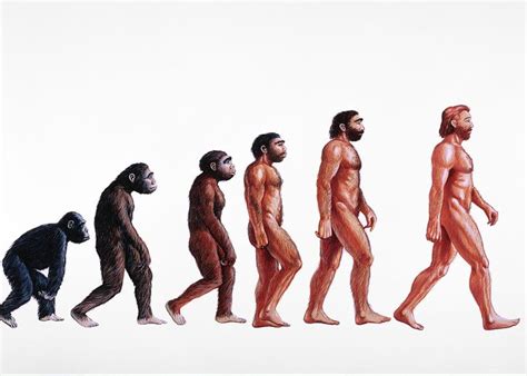 stages in human evolution greeting card for sale by david ford