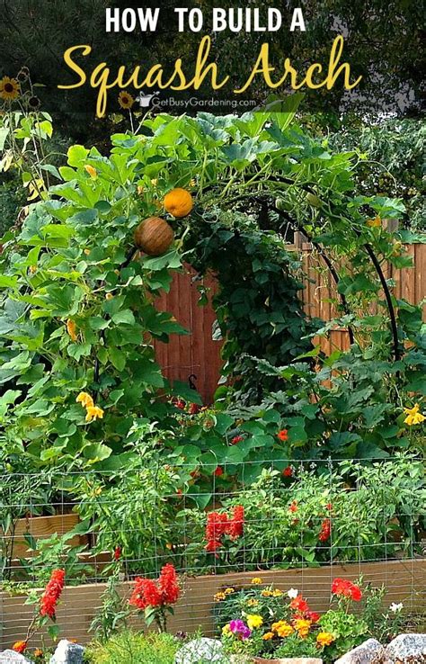 How To Build A Squash Arch For Your Garden Indoor Vegetable Gardening