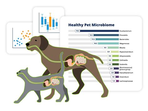 Doggybiome Gut Health Test Animalbiome Vetstore