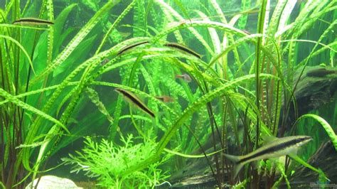 Compared to other plants, this one retails for fairly cheap, with one or two plants coming in a bunch/bundle. Cryptocoryne crispatula: Alle wichtigen Infos