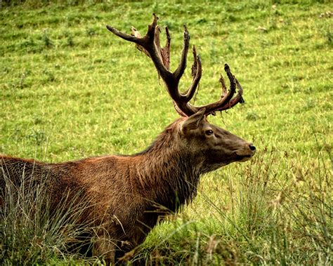 Free Images Nature Forest Prairie Male Wildlife Wild Horn