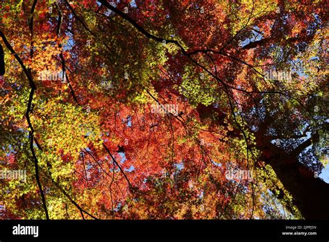 A Photograph Of A Forest Canopy Colored With Autumn Leaves As A