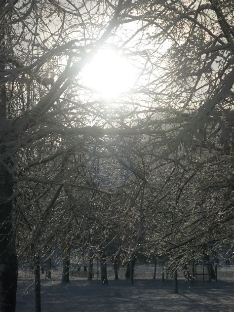 In the 7th century, the english captured this part of scotland and they called this. the meadows, edinburgh | Places to go, Tree photography ...
