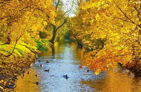 River In Autumn Park In Sunny Weatherpoland Stock Image Image Of