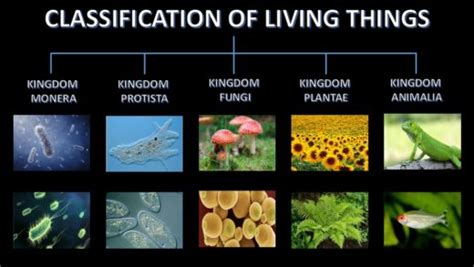 Characteristics Of Living And Nonliving Things Selftution