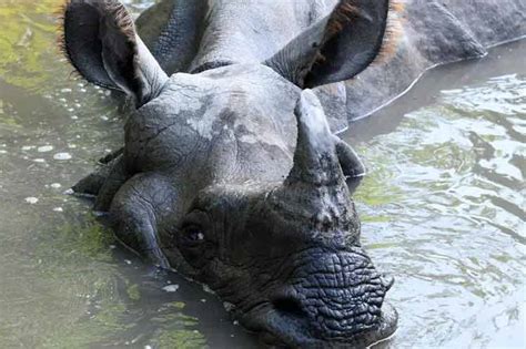 Rhino Population In Nepal Increases Prensa Latina