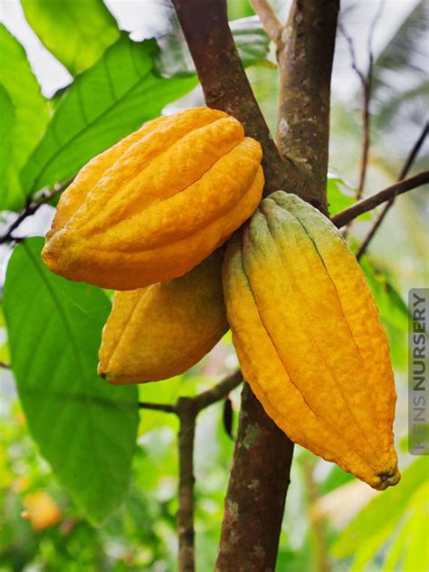 Real Chocolate Tree Theobroma Cacao Kens Nursery